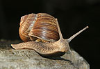 Weinbergschnecke