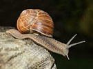 Weinbergschnecke