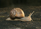 Weinbergschnecke