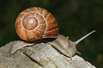 Weinbergschnecke