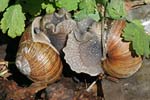 Weinbergschnecke