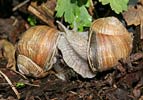 Weinbergschnecke