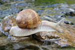 Weinbergschnecke