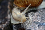 Weinbergschnecke