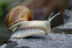 Weinbergschnecke