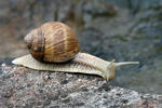 Weinbergschnecke