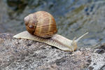 Weinbergschnecke