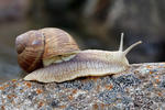 Weinbergschnecke