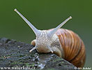 Weinbergschnecke