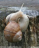 Weinbergschnecke