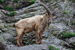 Westkaukasische Steinbock, Kuban-Tur (