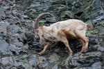 Westkaukasische Steinbock, Kuban-Tur (