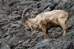 Westkaukasische Steinbock, Kuban-Tur (