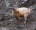 Westkaukasische Steinbock, Kuban-Tur (