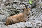 Westkaukasische Steinbock, Kuban-Tur (