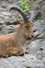 Westkaukasische Steinbock, Kuban-Tur (