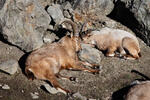 Westkaukasische Steinbock