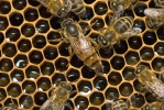 Westliche Honigbiene - Königin, Mutterbiene