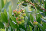 Westlicher Erdbeerbaum