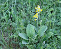 Wiesen-Schlüsselblume