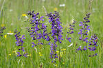 Wiesensalbei
