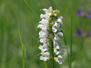 Wiesensalbei