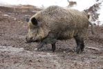 Wild Schwein