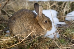 Wildkaninchen