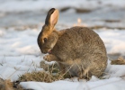 Wildkaninchen