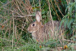 Wildkaninchen