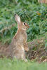 Wildkaninchen