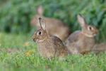 Wildkaninchen