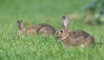 Wildkaninchen