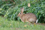 Wildkaninchen