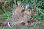 Wildkaninchen