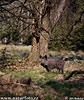 Wildschwein