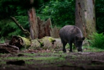 Wildschwein