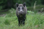 Wildschwein