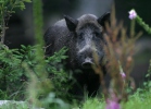 Wildschwein