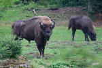 Wisent