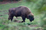 Wisent