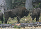 Wisent