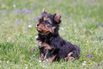 Yorkshire Terrier