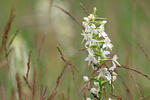 Zweiblättrige Waldhyazinthe