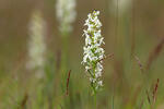 Zweiblättrige Waldhyazinthe