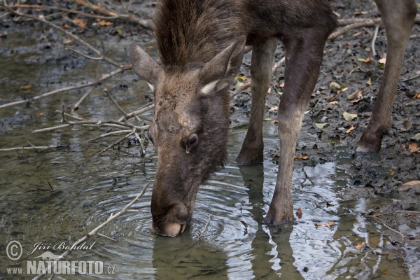 Elch (Alces alces)