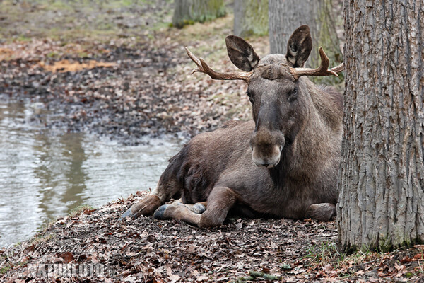 Elch (Alces alces)