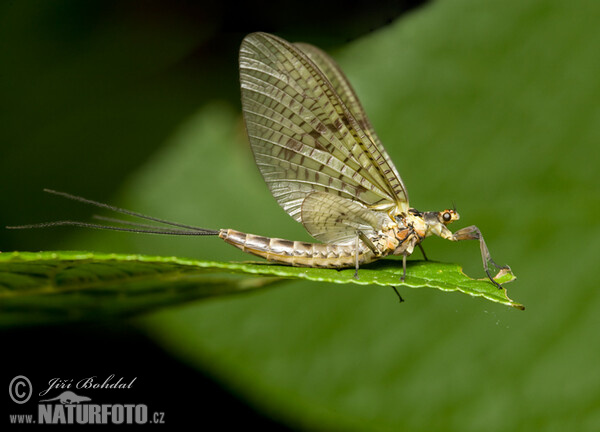 Ephemere (Ephemeroptera)