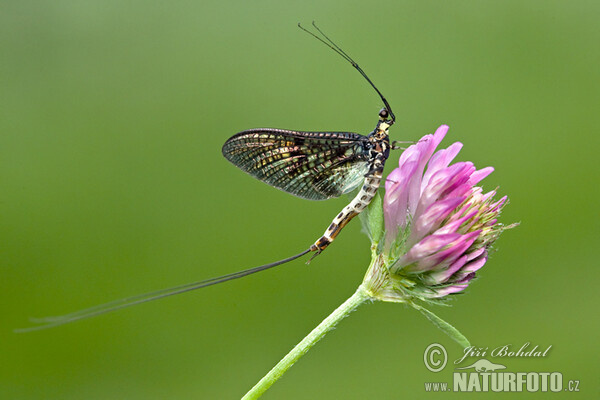 Ephemere (Ephemeroptera)