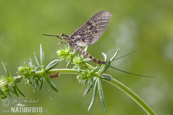 Ephemere (Ephemeroptera)